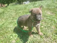 Dark Green, a male German Shepherd Dog for sale in Pelkie, MI – 6 of 10