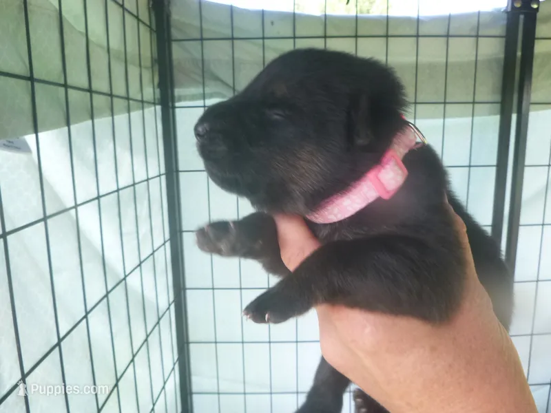 Light Pink – German Shepherd Dog puppy for sale in Pelkie, MI