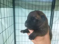 Orange, a male German Shepherd Dog for sale in Pelkie, MI – 1 of 4