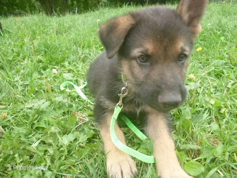 Bright Green – German Shepherd Dog puppy for sale in Pelkie, MI