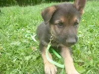 Bright Green, a male German Shepherd Dog for sale in Pelkie, MI – 1 of 10
