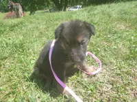 Light Pink, a female German Shepherd Dog for sale in Pelkie, MI – 4 of 9