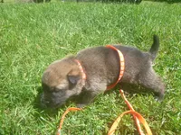 Orange, a male German Shepherd Dog for sale in Pelkie, MI – 5 of 9