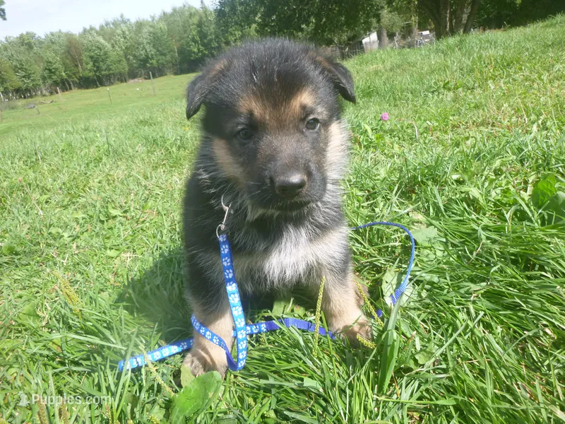 Blue – German Shepherd Dog puppy for sale in Pelkie, MI