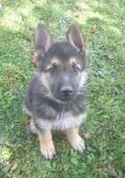 Blue, a male German Shepherd Dog for sale in Pelkie, MI – 2 of 10