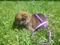 Lilac, a female German Shepherd Dog for sale in Pelkie, MI – 6 of 10