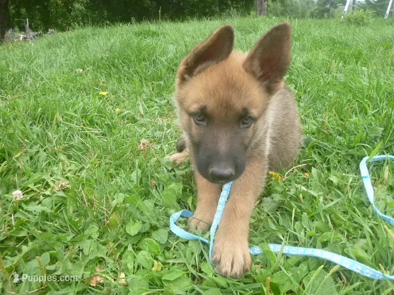 Light Blue – German Shepherd Dog puppy for sale in Pelkie, MI