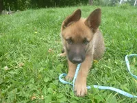 Light Blue, a male German Shepherd Dog for sale in Pelkie, MI – 1 of 9