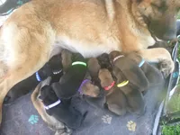 Bright Green, a male German Shepherd Dog for sale in Pelkie, MI – 4 of 5