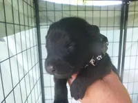 Black, a male German Shepherd Dog for sale in Pelkie, MI – 3 of 6