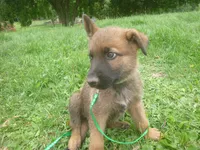 Dark Green, a male German Shepherd Dog for sale in Pelkie, MI – 4 of 10