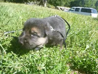 Black, a male German Shepherd Dog for sale in Pelkie, MI – 2 of 6