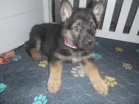 Pink, a female German Shepherd Dog for sale in Pelkie, MI – Photo 1 of 10