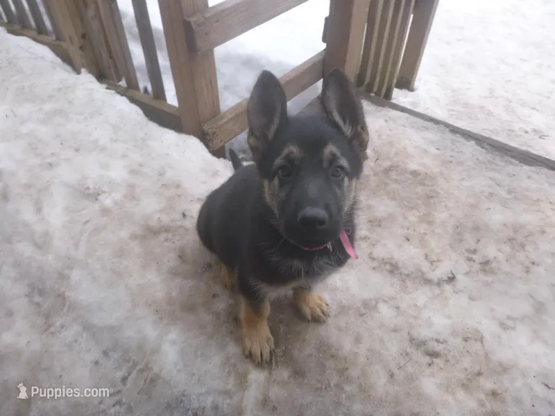 Pink – German Shepherd Dog puppy on hold in Pelkie, MI