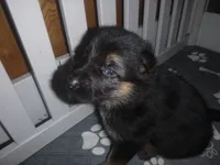 Pink, a female German Shepherd Dog for sale in Pelkie, MI – Photo 4 of 10