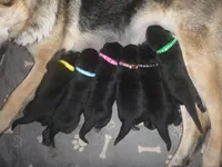 Pink, a female German Shepherd Dog for sale in Pelkie, MI – Photo 7 of 10