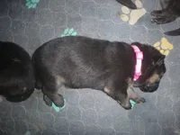 Pink, a female German Shepherd Dog for sale in Pelkie, MI – Photo 9 of 10