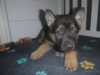 Pink, a female German Shepherd Dog for sale in Pelkie, MI – Photo 3 of 10