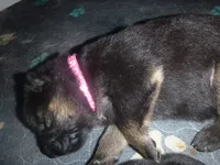 Pink, a female German Shepherd Dog for sale in Pelkie, MI – Photo 5 of 10