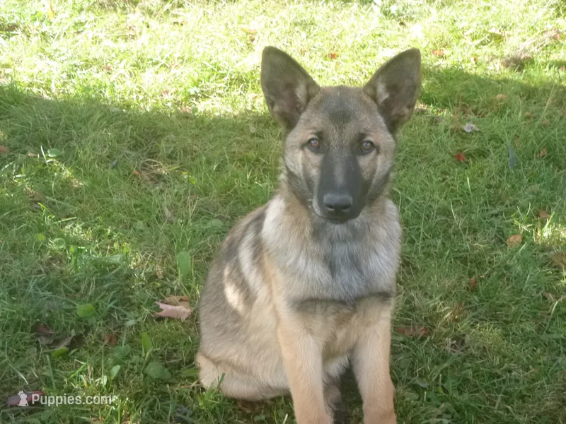 Dark Pink – German Shepherd Dog puppy for sale in Pelkie, MI