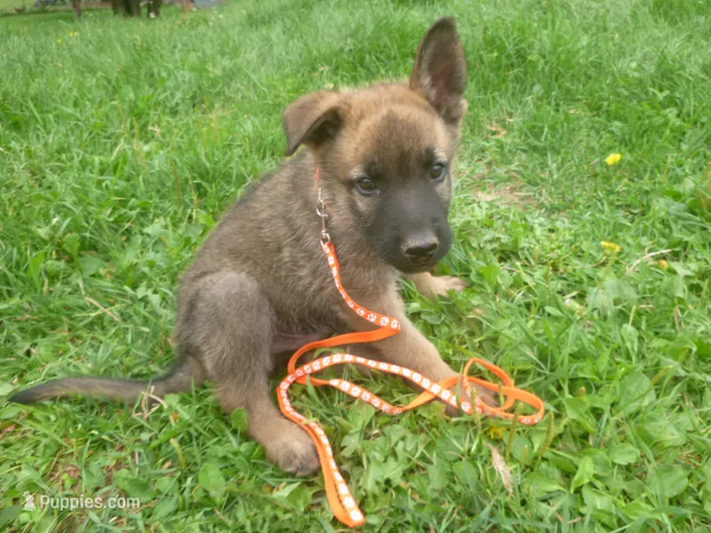 Orange – German Shepherd Dog puppy for sale in Pelkie, MI