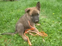 Orange, a male German Shepherd Dog for sale in Pelkie, MI – 1 of 9