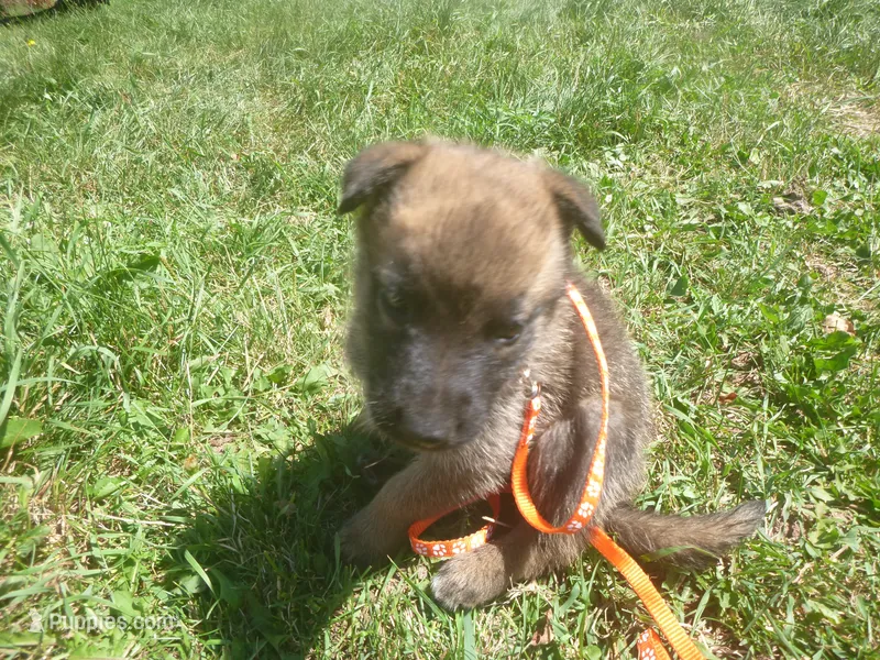 Orange – German Shepherd Dog puppy for sale in Pelkie, MI