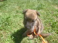 Orange, a male German Shepherd Dog for sale in Pelkie, MI – 3 of 9