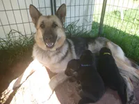 Blue, a male German Shepherd Dog for sale in Pelkie, MI – 3 of 6