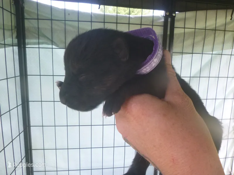 Light Purple – German Shepherd Dog puppy for sale in Pelkie, MI