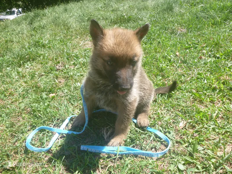 Light Blue – German Shepherd Dog puppy for sale in Pelkie, MI