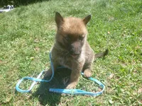 Light Blue, a male German Shepherd Dog for sale in Pelkie, MI – 4 of 9