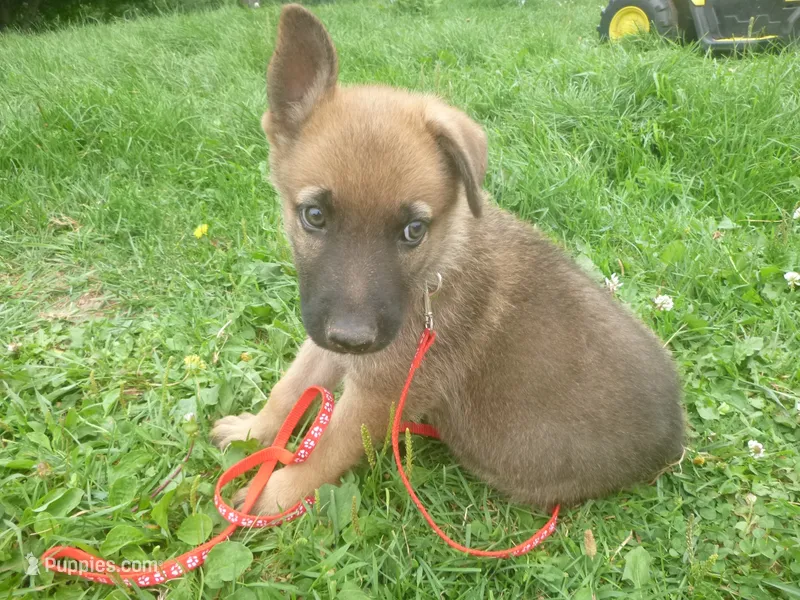 Red – German Shepherd Dog puppy for sale in Pelkie, MI