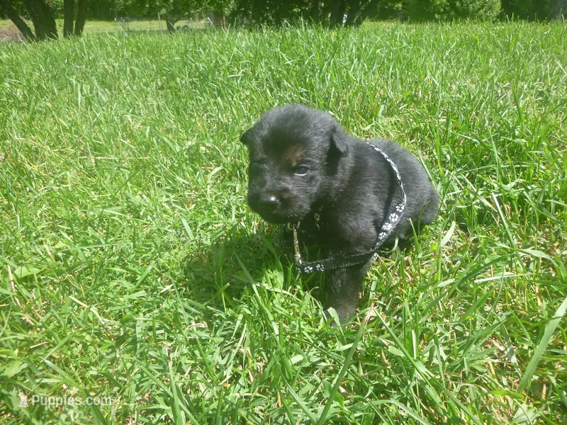 Black – German Shepherd Dog puppy for sale in Pelkie, MI
