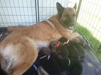Black, a male German Shepherd Dog for sale in Pelkie, MI – 4 of 6