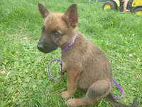 Lilac, a female German Shepherd Dog for sale in Pelkie, MI – 4 of 10