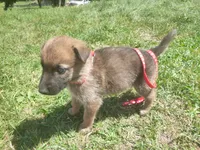 Red, a male German Shepherd Dog for sale in Pelkie, MI – 5 of 9