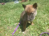 Lilac, a female German Shepherd Dog for sale in Pelkie, MI – 5 of 10