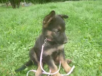 Light Pink, a female German Shepherd Dog for sale in Pelkie, MI – 2 of 9