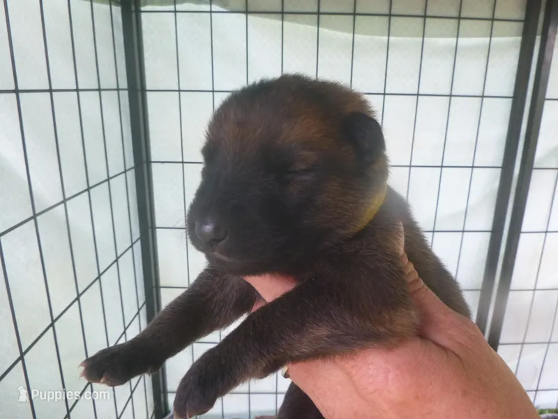 Yellow – German Shepherd Dog puppy for sale in Pelkie, MI