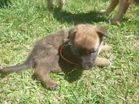 Orange, a male German Shepherd Dog for sale in Pelkie, MI – 4 of 9