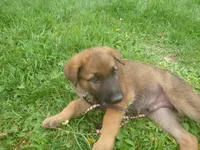 Brown, a male German Shepherd Dog for sale in Pelkie, MI – 3 of 9
