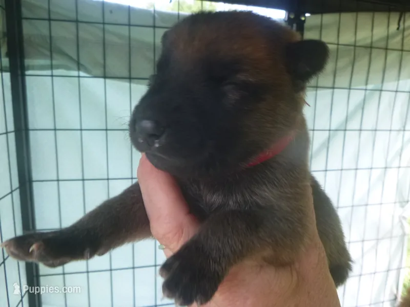 Red – German Shepherd Dog puppy for sale in Pelkie, MI