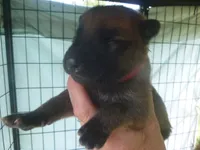 Red, a male German Shepherd Dog for sale in Pelkie, MI – 1 of 4