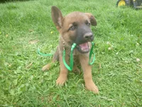 Dark Green, a male German Shepherd Dog for sale in Pelkie, MI – 2 of 10