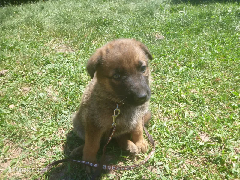 Brown – German Shepherd Dog puppy for sale in Pelkie, MI