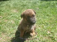 Brown, a male German Shepherd Dog for sale in Pelkie, MI – 4 of 9