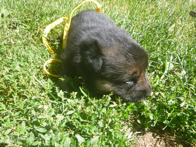 Yellow – German Shepherd Dog puppy for sale in Pelkie, MI