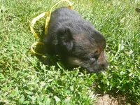 Yellow, a female German Shepherd Dog for sale in Pelkie, MI – 1 of 6