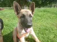 Orange, a male German Shepherd Dog for sale in Pelkie, MI – 2 of 9